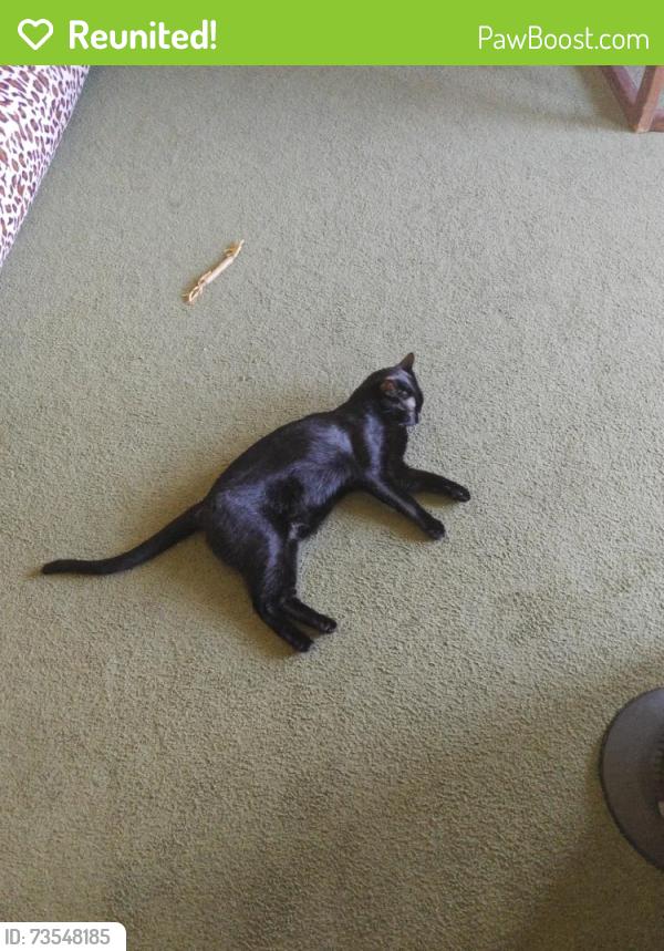 Reunited Male Cat last seen Near W 90th St, Westchester, CA 90045, USA, Los Angeles, CA 90045