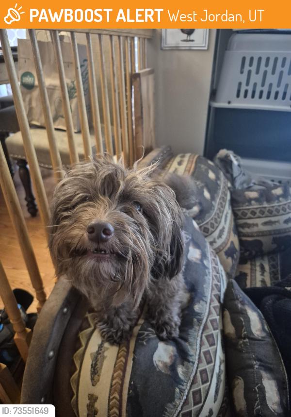 Found/Stray Female Dog last seen Mountain shadows elementary school, West Jordan, UT 84081