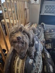 Found/Stray Female Dog last seen Mountain shadows elementary school, West Jordan, UT 84081