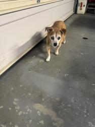 Reunited Male Dog last seen Butterfield and Pauba, Temecula, CA 92592