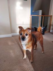 Lost Male Dog last seen Georgetown, Lawrence, PA 15055