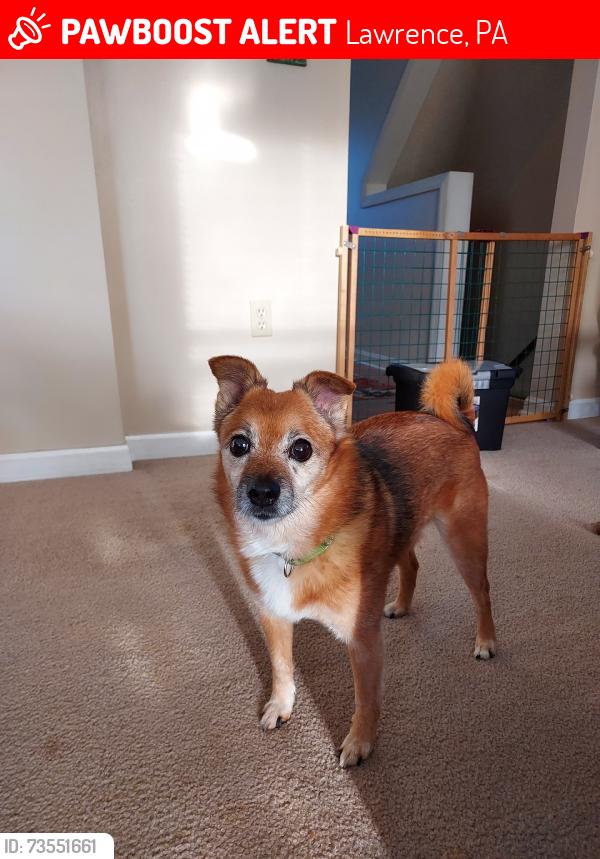 Lost Male Dog last seen Georgetown, Lawrence, PA 15055