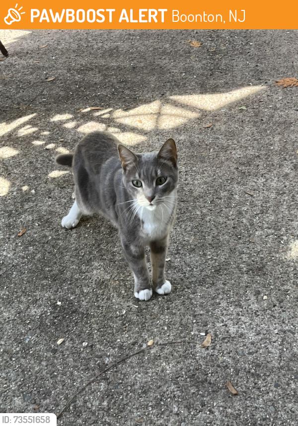 Found/Stray Unknown Cat last seen Wooton, Boonton, NJ 07005