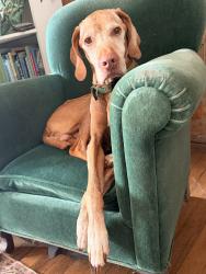 Lost Male Dog last seen U Intersection of Elm street , Main Street and cottage avenue , next to central fire station. Mainly brews across the street., Waterville, ME 04901