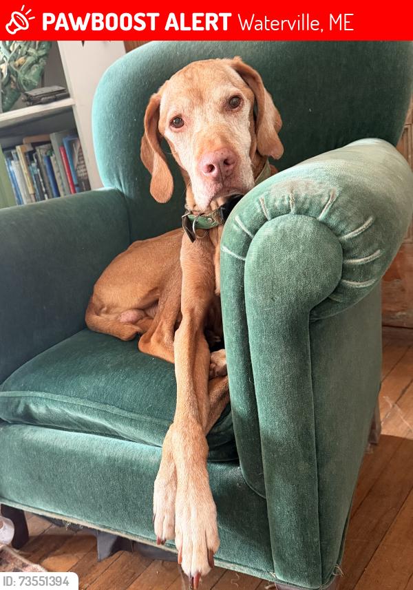 Lost Male Dog last seen U Intersection of Elm street , Main Street and cottage avenue , next to central fire station. Mainly brews across the street., Waterville, ME 04901