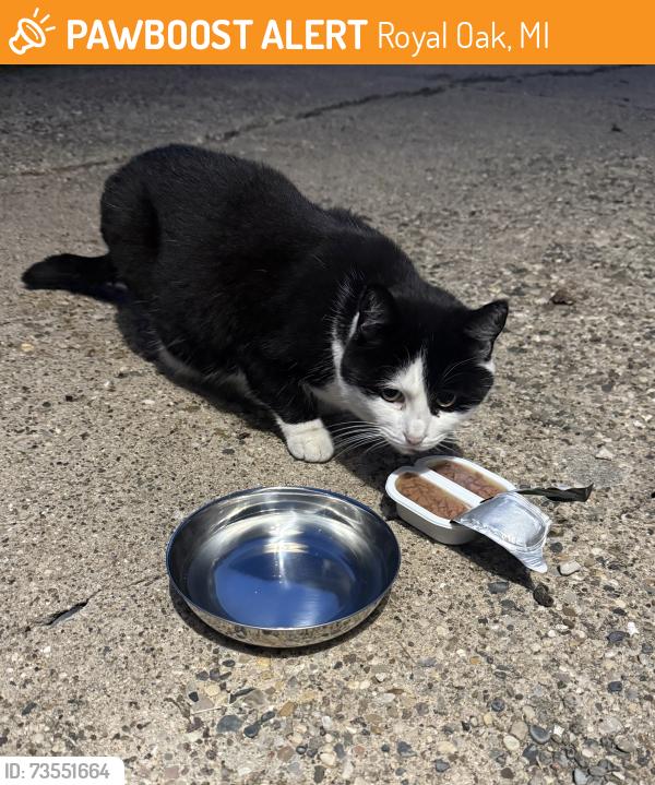 Found/Stray Unknown Cat last seen N Blair and 11 Mile, Royal Oak, MI 48067