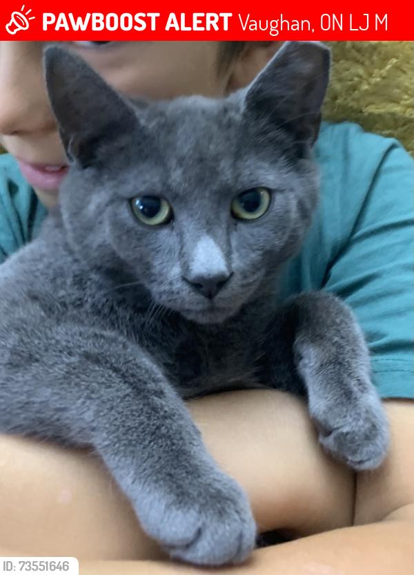 Lost Male Cat last seen Green bush crescent and Yorkhill, Vaughan, ON L4J 5M5