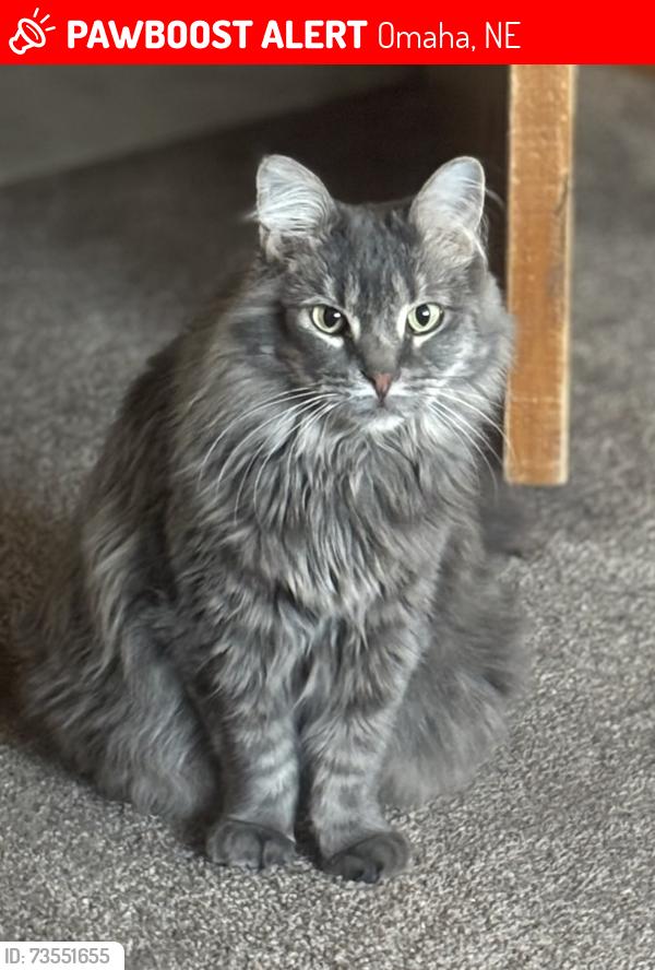 Lost Female Cat last seen 83rd & Miami, Omaha, NE 68134