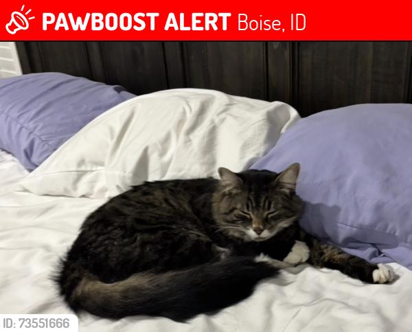 Lost Male Cat last seen S Desert Ridge Ave and S Snow Bird Ave, Boise, ID 83716