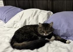Lost Male Cat last seen S Desert Ridge Ave and S Snow Bird Ave, Boise, ID 83716