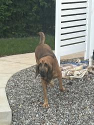 Found/Stray Unknown Dog last seen Falls lake, New Light Rd, NC 27614