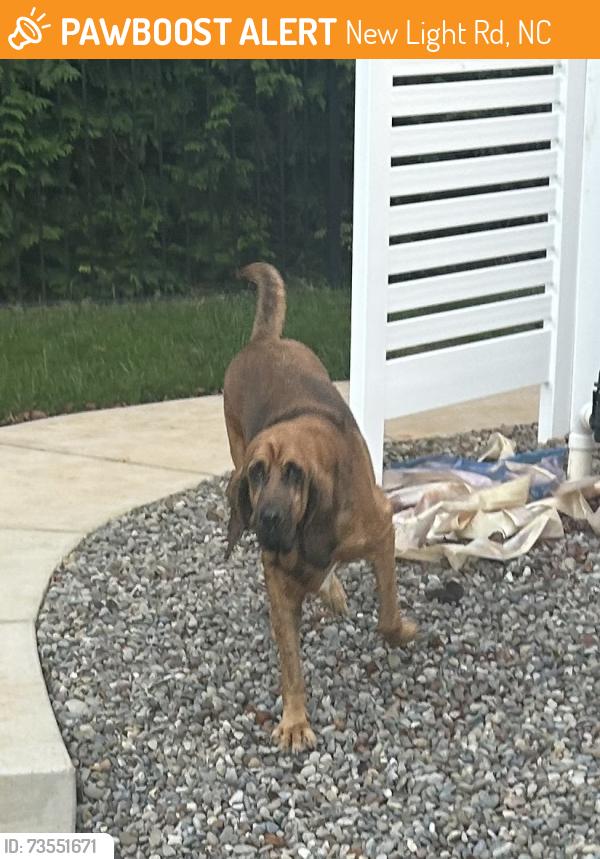 Found/Stray Unknown Dog last seen Falls lake, New Light Rd, NC 27614