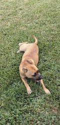 Found/Stray Female Dog last seen Hemphill and Baldridge in Burleson, Burleson, TX 76028