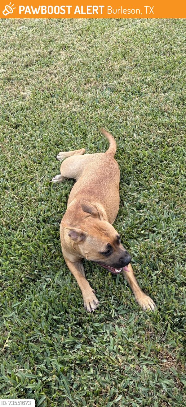 Found/Stray Female Dog last seen Hemphill and Baldridge in Burleson, Burleson, TX 76028
