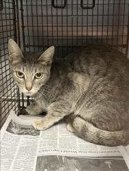 Shelter Stray Female Cat last seen , 11361 W Pico Blvd, Los Angeles, CA 90064, USA
