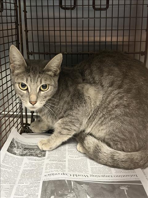 Shelter Stray Female Cat last seen , 11361 W Pico Blvd, Los Angeles, CA 90064, USA