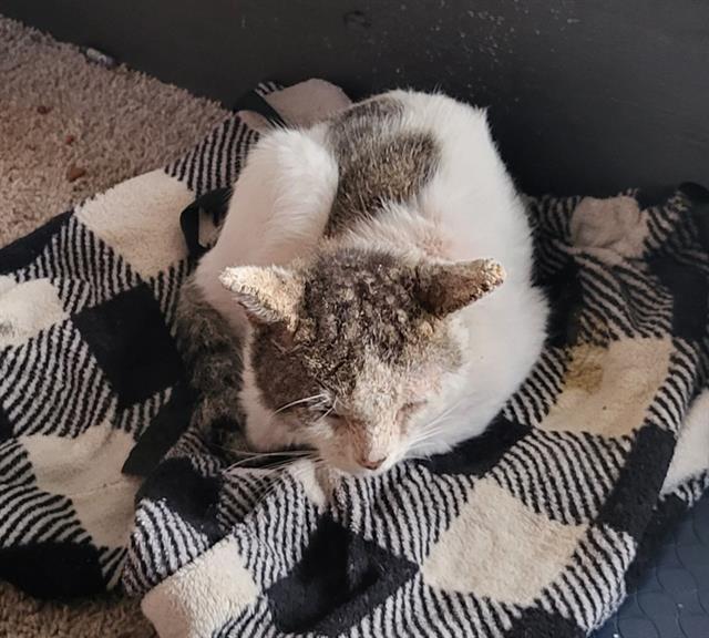 Shelter Stray Male Cat last seen Near BLOCK RIGSBY, 4710 TX-151, San Antonio, TX 78227, USA