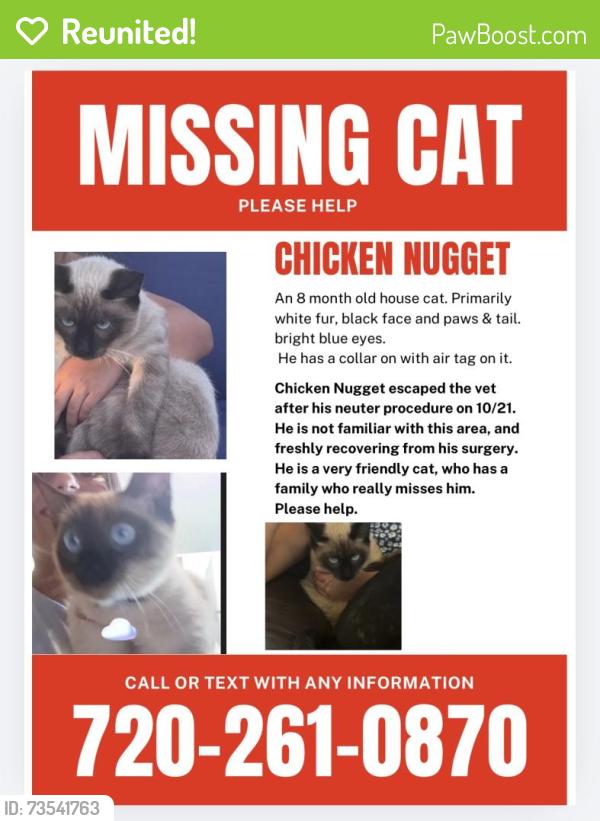Reunited Male Cat last seen Open space behind Pinnacle high school, Sherrelwood, CO 80260