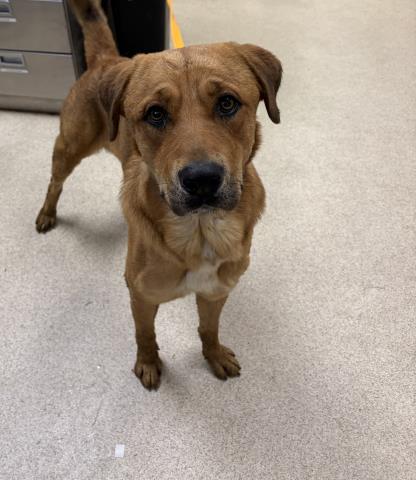 Shelter Stray Male Dog last seen RIVERSIDE AVE \ CENTRAL AVE, 6851 Van Buren Boulevard, Jurupa Valley, CA 92509, USA