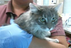 Shelter Stray Female Cat last seen ANONA WAY/HAZEL AVE, ORANGEVALE CA 95662, 3839 Bradshaw Rd, Sacramento, CA 95827, USA