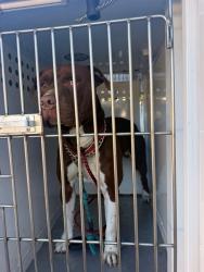 Shelter Stray Male Dog last seen 51ST AVE/FRANKLIN BLVD, 95823, 3839 Bradshaw Rd, Sacramento, CA 95827, USA