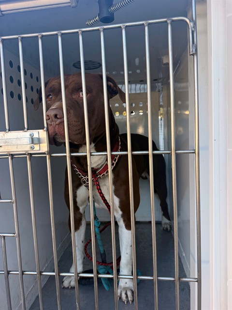 Shelter Stray Male Dog last seen 51ST AVE/FRANKLIN BLVD, 95823, 3839 Bradshaw Rd, Sacramento, CA 95827, USA