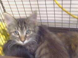 Shelter Stray Male Cat last seen MOORHAVEN WAY/FERNRIDGE DR, 95828, 3839 Bradshaw Rd, Sacramento, CA 95827, USA