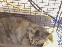 Shelter Stray Female Cat last seen MOORHAVEN WAY/FERNRIDGE DR, 95828, 3839 Bradshaw Rd, Sacramento, CA 95827, USA