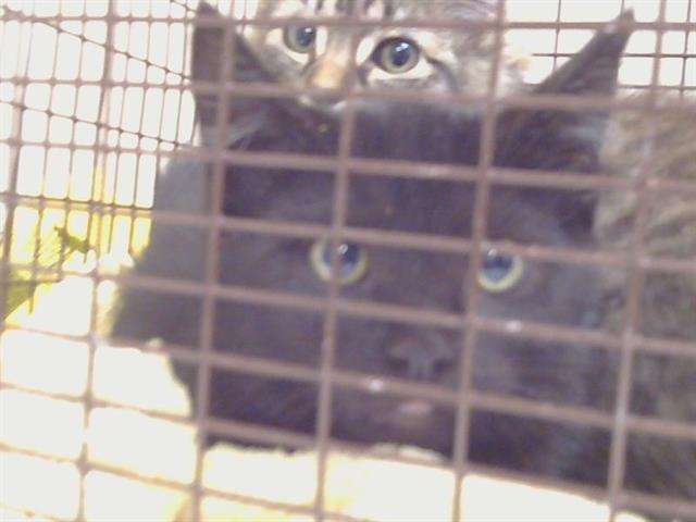 Shelter Stray Male Cat last seen MOORHAVEN WAY/FERNRIDGE DR, 95828, 3839 Bradshaw Rd, Sacramento, CA 95827, USA