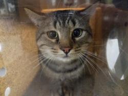 Shelter Stray Unknown Cat last seen Near BLOCK 41ST PL S, KENT WA 98032, 21615 64th Ave S, Kent, WA 98032, USA