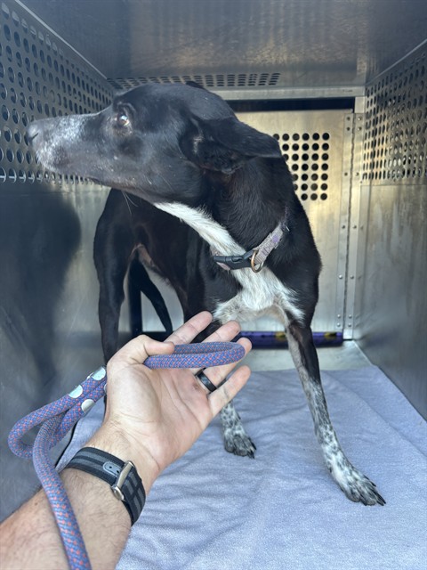Shelter Stray Female Dog last seen Near BLOCK S COUNCIL RD, OKLAHOMA CITY OK 73169, 2811 SE 29th St, Oklahoma City, OK 73129, USA