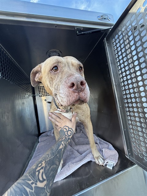 Shelter Stray Female Dog last seen Near BLOCK S COUNCIL RD, OKLAHOMA CITY OK 73169, 2811 SE 29th St, Oklahoma City, OK 73129, USA