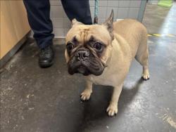 Shelter Stray Female Dog last seen , 957 N Gaffey St, San Pedro, CA 90731, USA