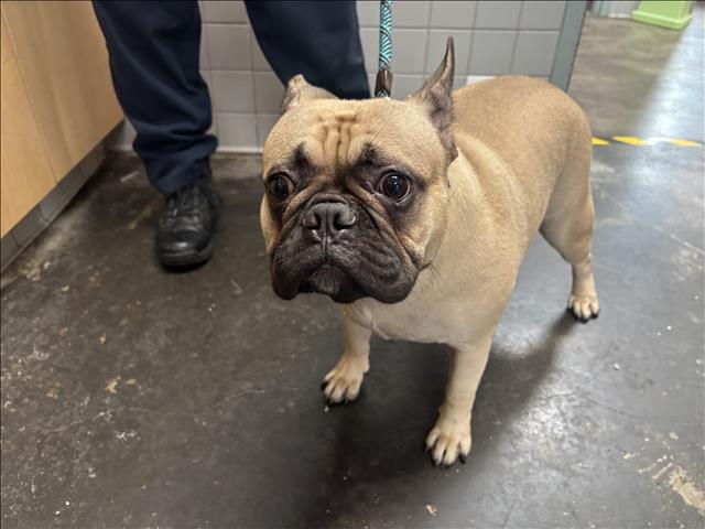 Shelter Stray Female Dog last seen , 957 N Gaffey St, San Pedro, CA 90731, USA
