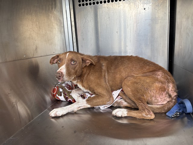 Shelter Stray Female Dog last seen Near BLOCK NW 23RD ST, OKLAHOMA CITY OK 73107, 2811 SE 29th St, Oklahoma City, OK 73129, USA