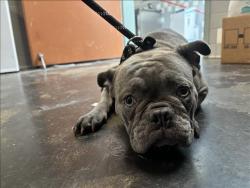 Shelter Stray Female Dog last seen , 957 N Gaffey St, San Pedro, CA 90731, USA