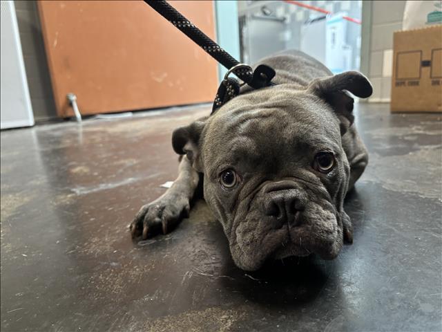 Shelter Stray Female Dog last seen , 957 N Gaffey St, San Pedro, CA 90731, USA