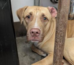 Shelter Stray Female Dog last seen , 4000 N Silverbell Rd, Tucson, AZ 85745, USA