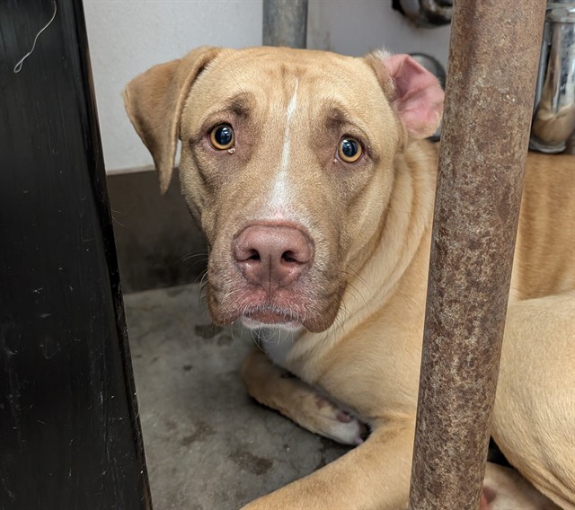 Shelter Stray Female Dog last seen , 4000 N Silverbell Rd, Tucson, AZ 85745, USA