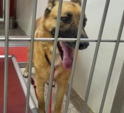 Shelter Stray Male Dog last seen , 4000 N Silverbell Rd, Tucson, AZ 85745, USA