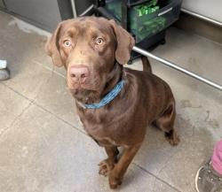 Shelter Stray Male Dog last seen , 4000 N Silverbell Rd, Tucson, AZ 85745, USA