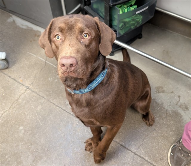 Shelter Stray Male Dog last seen , 4000 N Silverbell Rd, Tucson, AZ 85745, USA