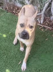 Shelter Stray Female Dog last seen , West Valley Animal Shelter, 20655 Plummer St, Chatsworth, CA 91311, USA