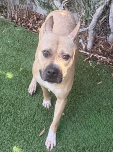 Shelter Stray Female Dog last seen , West Valley Animal Shelter, 20655 Plummer St, Chatsworth, CA 91311, USA