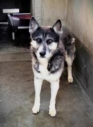 Shelter Stray Male Dog last seen , West Valley Animal Shelter, 20655 Plummer St, Chatsworth, CA 91311, USA