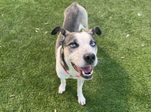 Shelter Stray Female Dog last seen , West Valley Animal Shelter, 20655 Plummer St, Chatsworth, CA 91311, USA