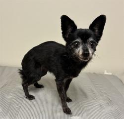 Shelter Stray Female Dog last seen , 38550 Sierra Hwy, Palmdale, CA 93550, USA