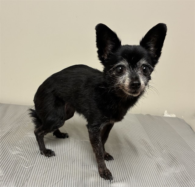 Shelter Stray Female Dog last seen , 38550 Sierra Hwy, Palmdale, CA 93550, USA