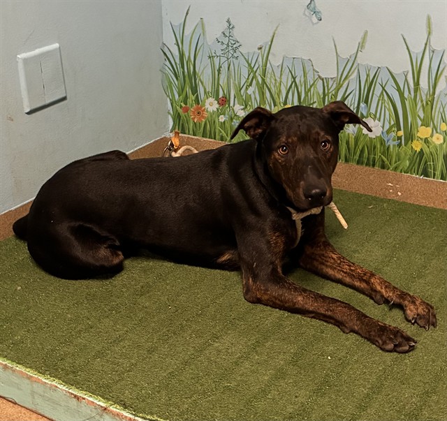 Shelter Stray Male Dog last seen , 38550 Sierra Hwy, Palmdale, CA 93550, USA