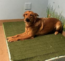 Shelter Stray Male Dog last seen , 38550 Sierra Hwy, Palmdale, CA 93550, USA